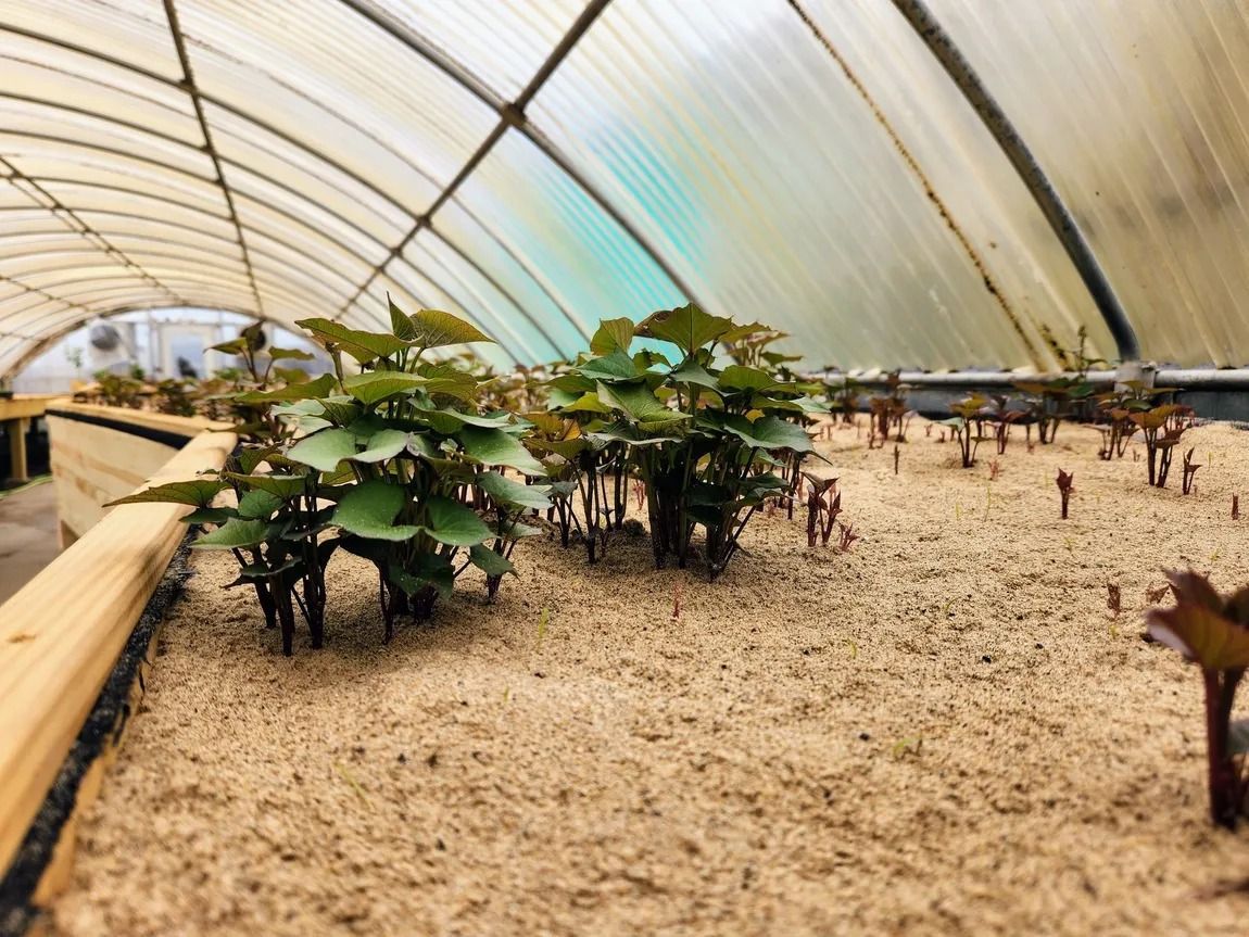 Seedlings in a greenhouse with light-brown bedding. Clear plastic dome above.