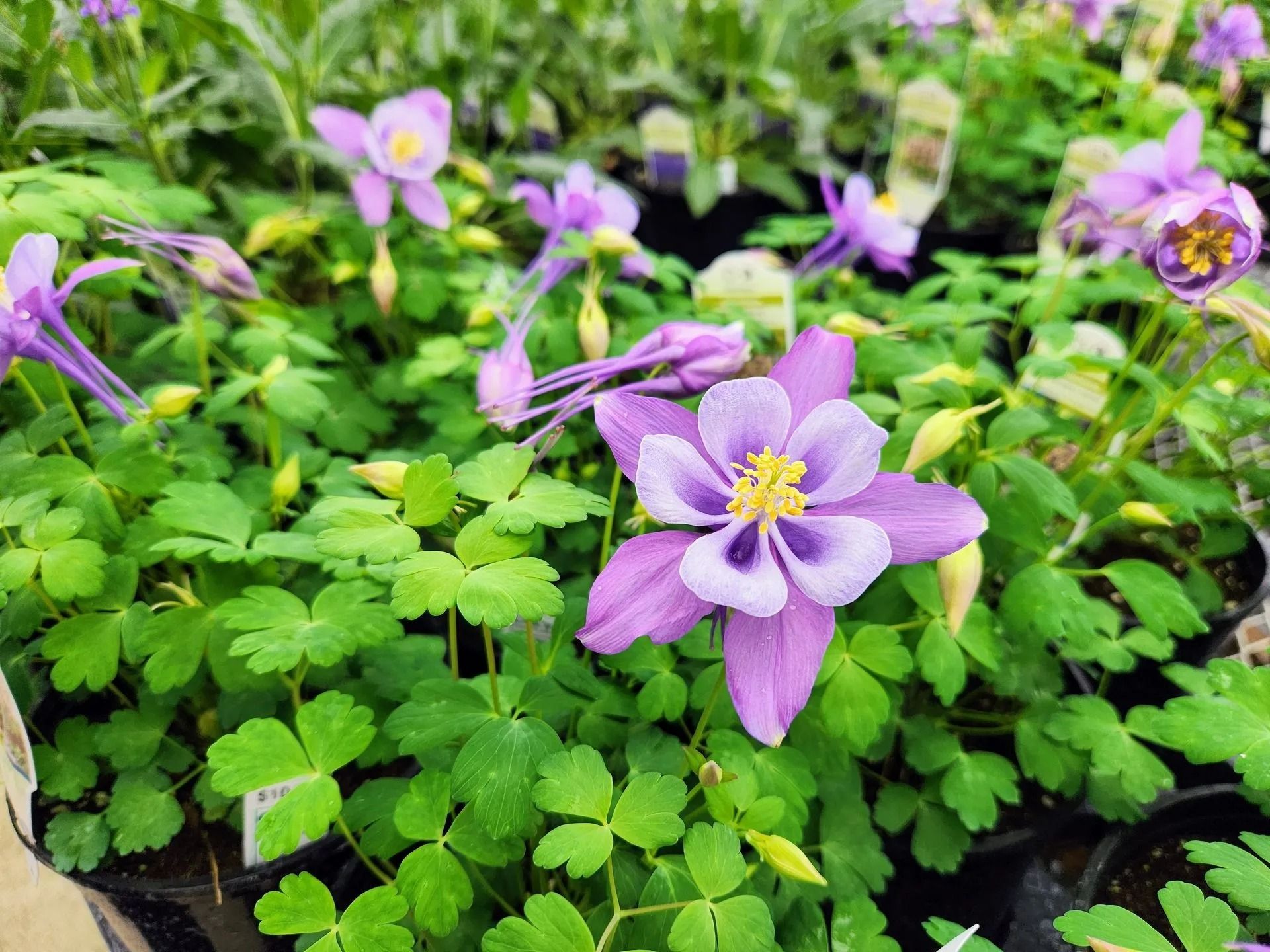 Purple and white Columbine flowers with yellow centers bloom amidst green foliage.