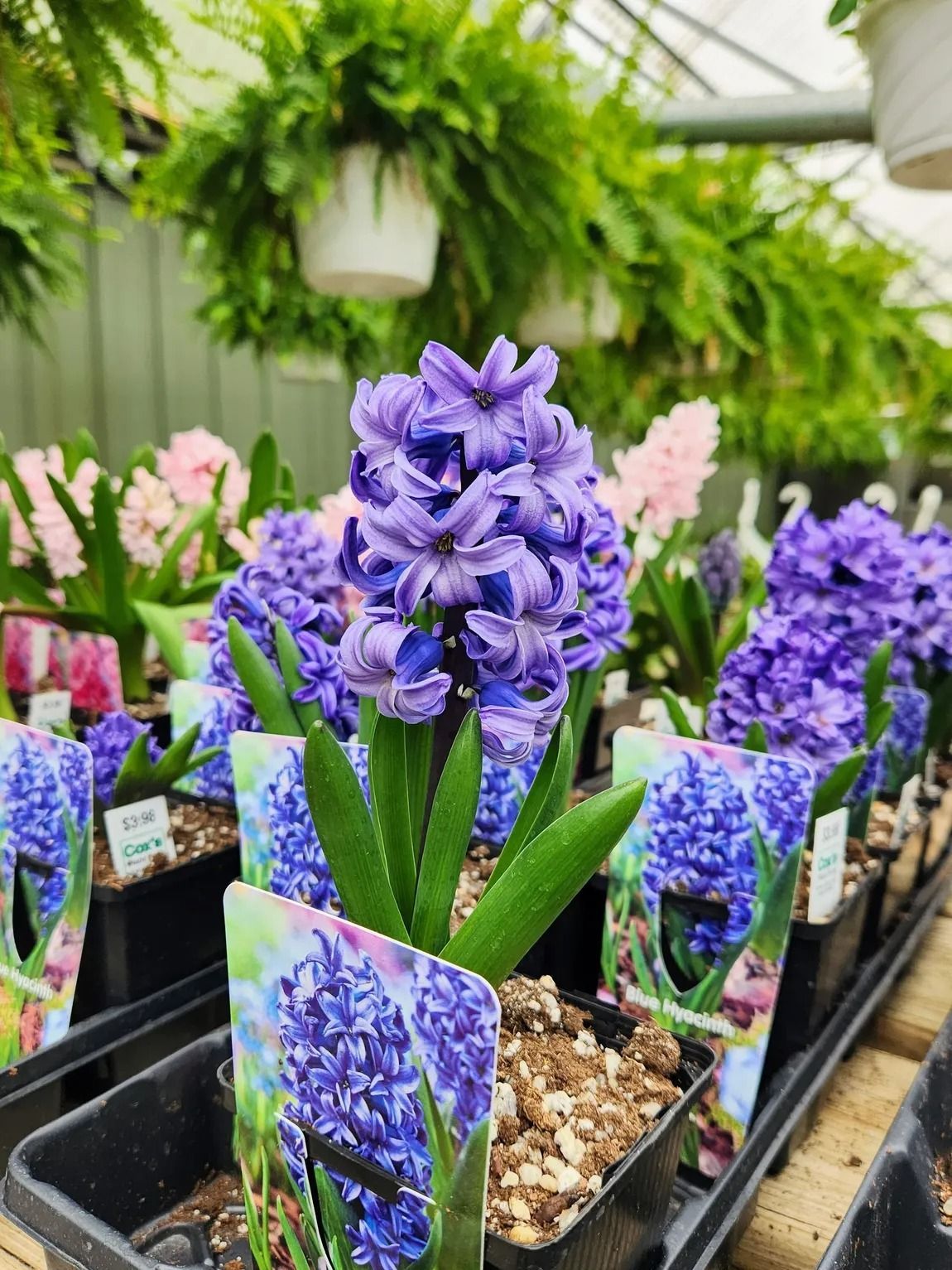 Purple hyacinth flowers in pots at a greenhouse, other colors of hyacinth and ferns in background.