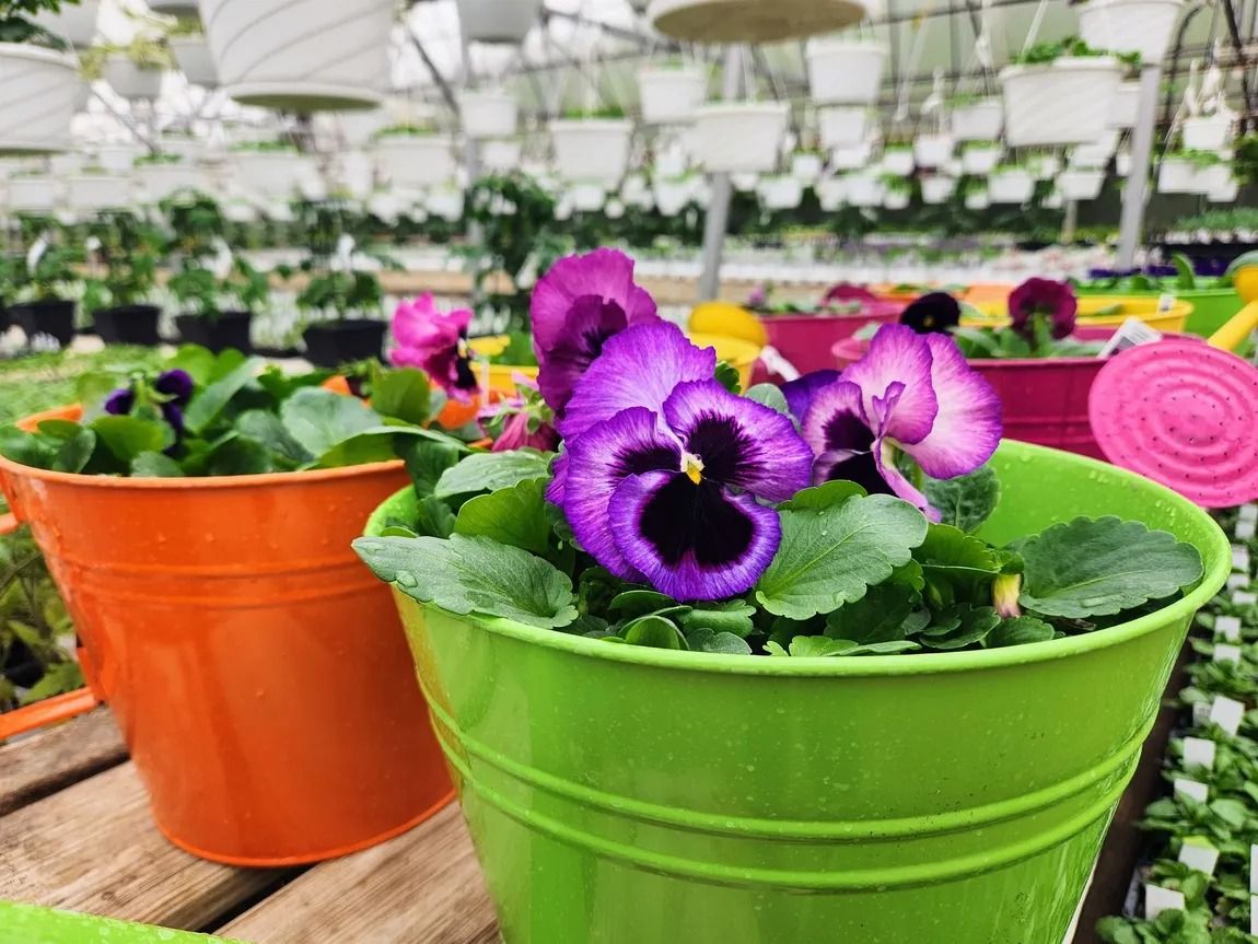Bright green and orange pots with colorful pansies in a greenhouse setting.