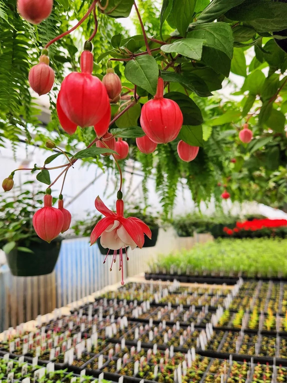 Red and white fuchsia flowers hanging from vines in a greenhouse, with seedlings on tables below.
