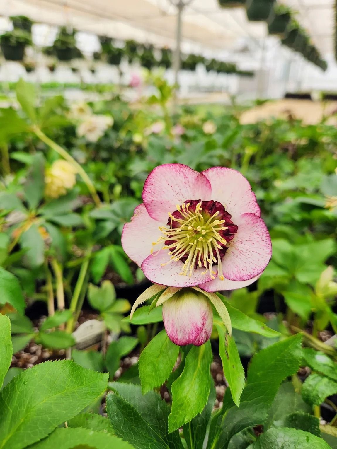 Pink and white hellebore flower with dark center, surrounded by green leaves, in a greenhouse.