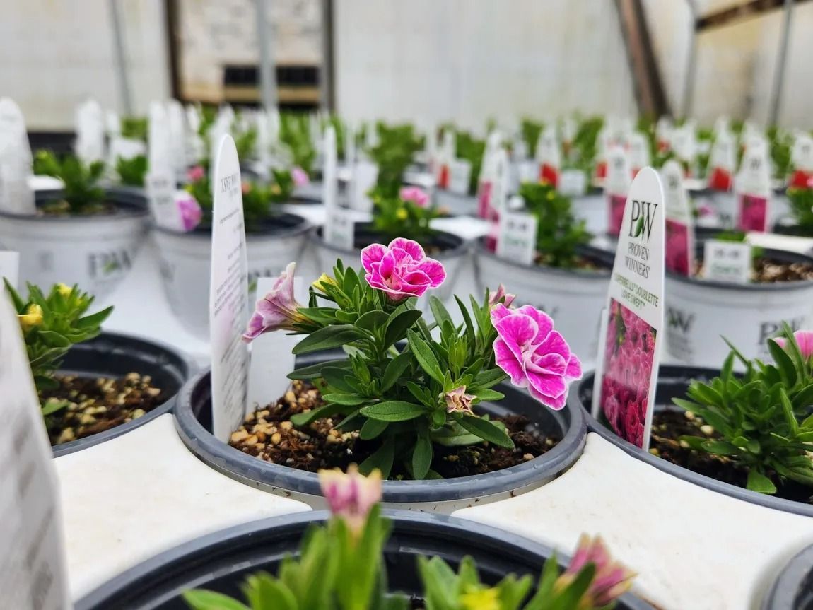 Pink and white flowers in pots with white labels inside a greenhouse.