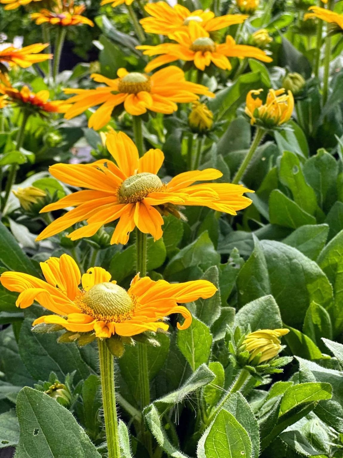 Yellow coneflowers in full bloom with green foliage.