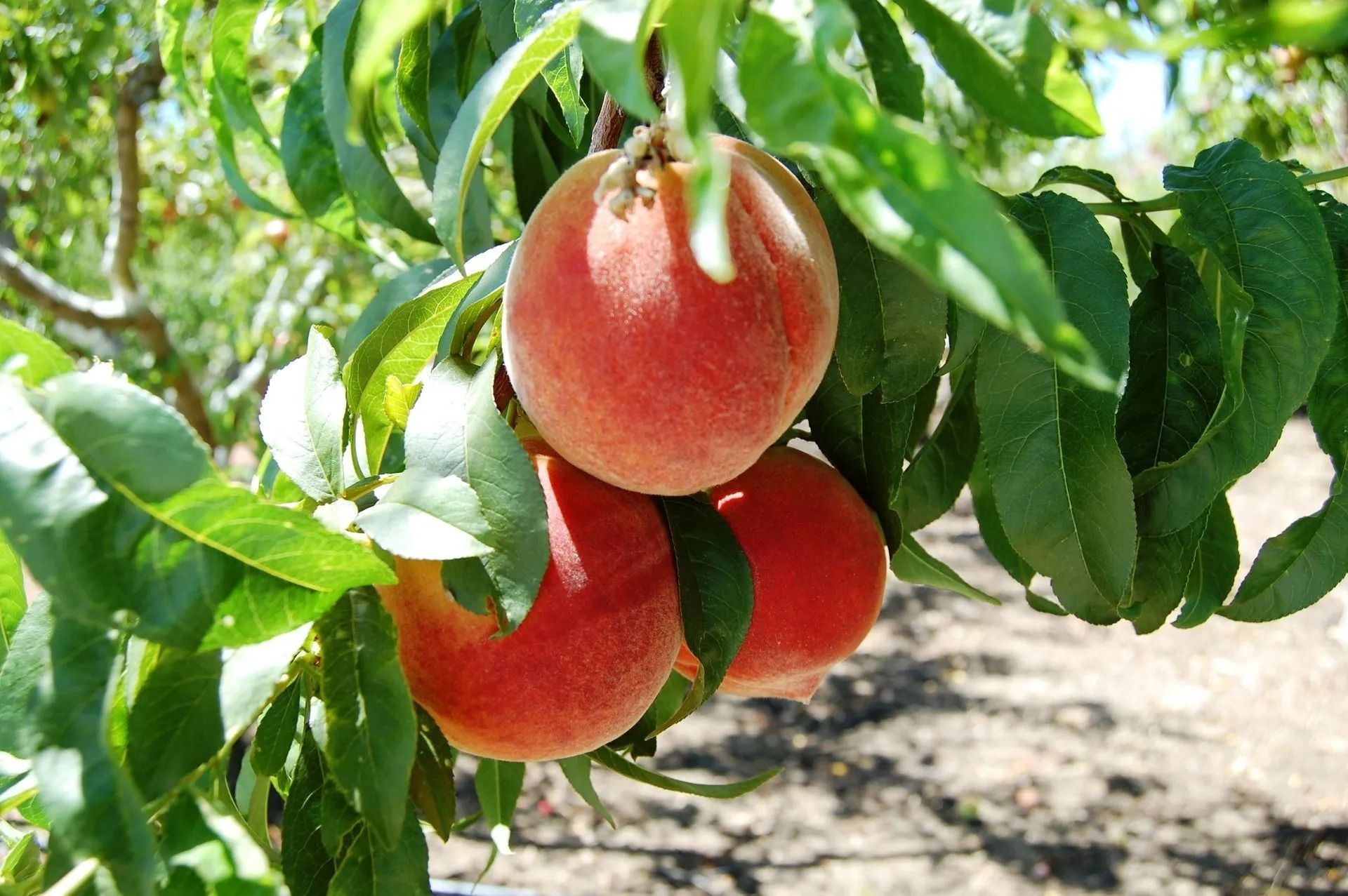 Peaches, ripe and red-orange, hang from a tree with green leaves, outdoors in sunlight.