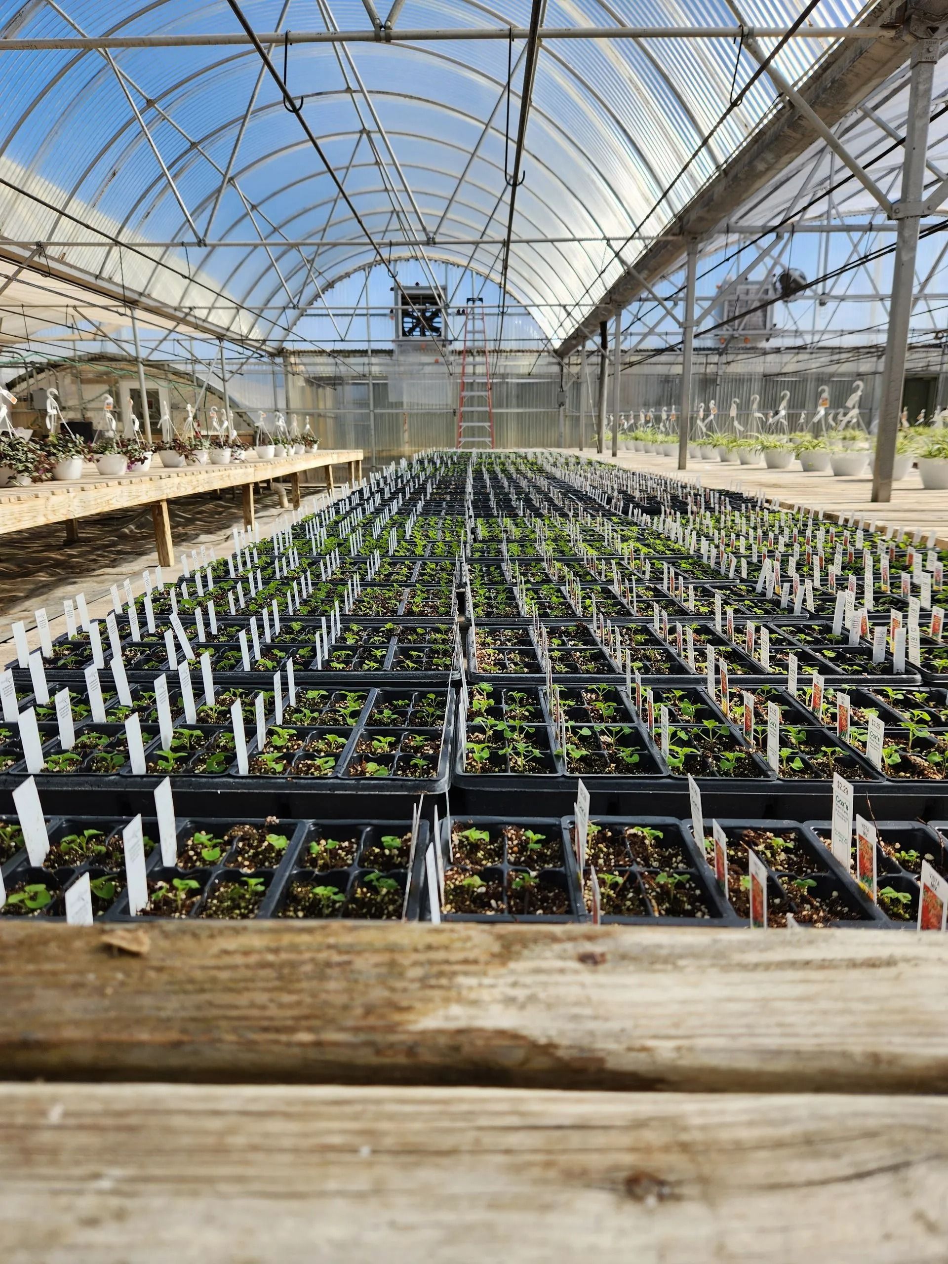 Rows of seedlings in trays inside a greenhouse with a curved roof; bright sunlight.
