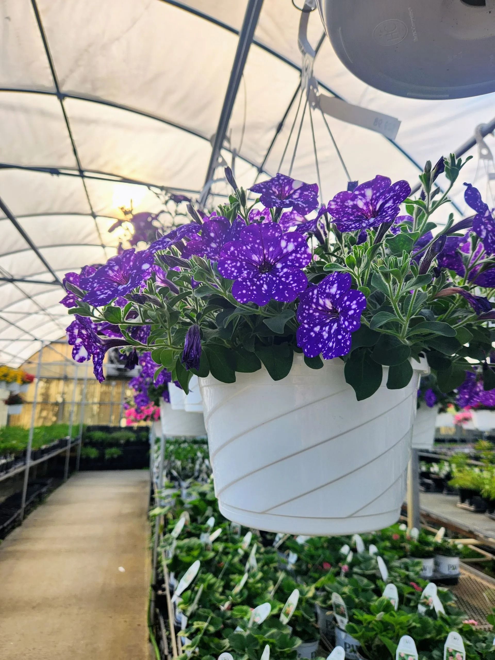 White hanging planter with purple and white speckled flowers in a greenhouse.