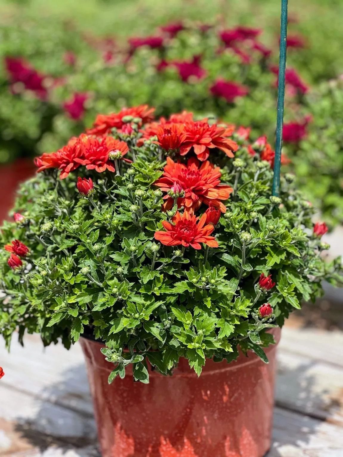 Red chrysanthemum plant in a terracotta pot with a background of more flowers.