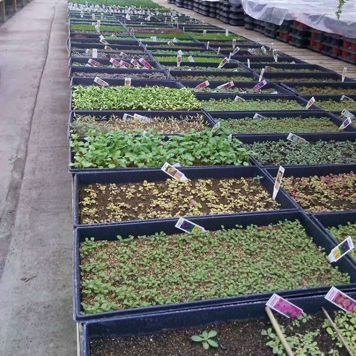 Rows of trays with various young plants in a greenhouse setting, tagged with plant labels.
