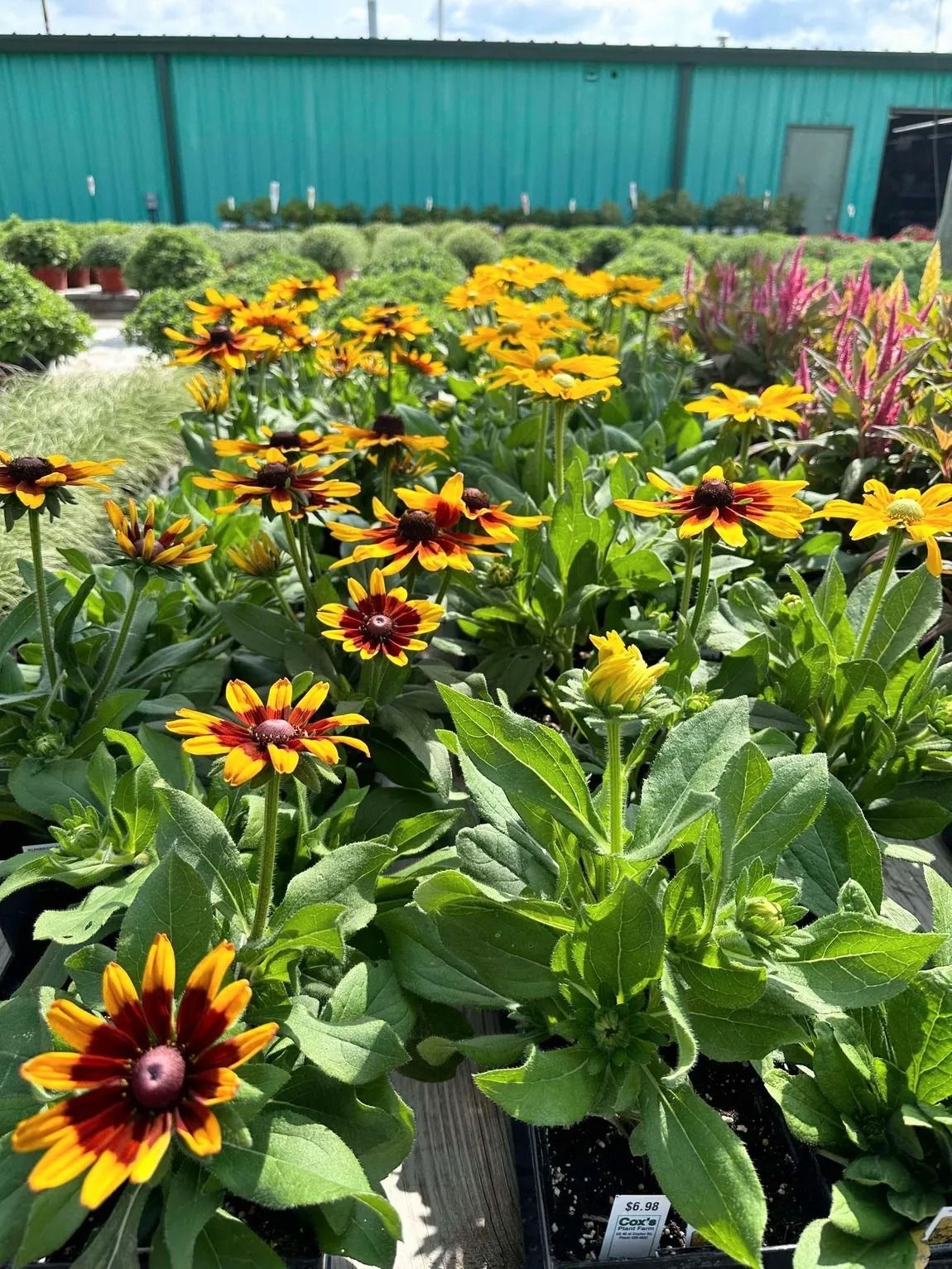 Yellow and brown coneflowers in a greenhouse, with green foliage and background plants.