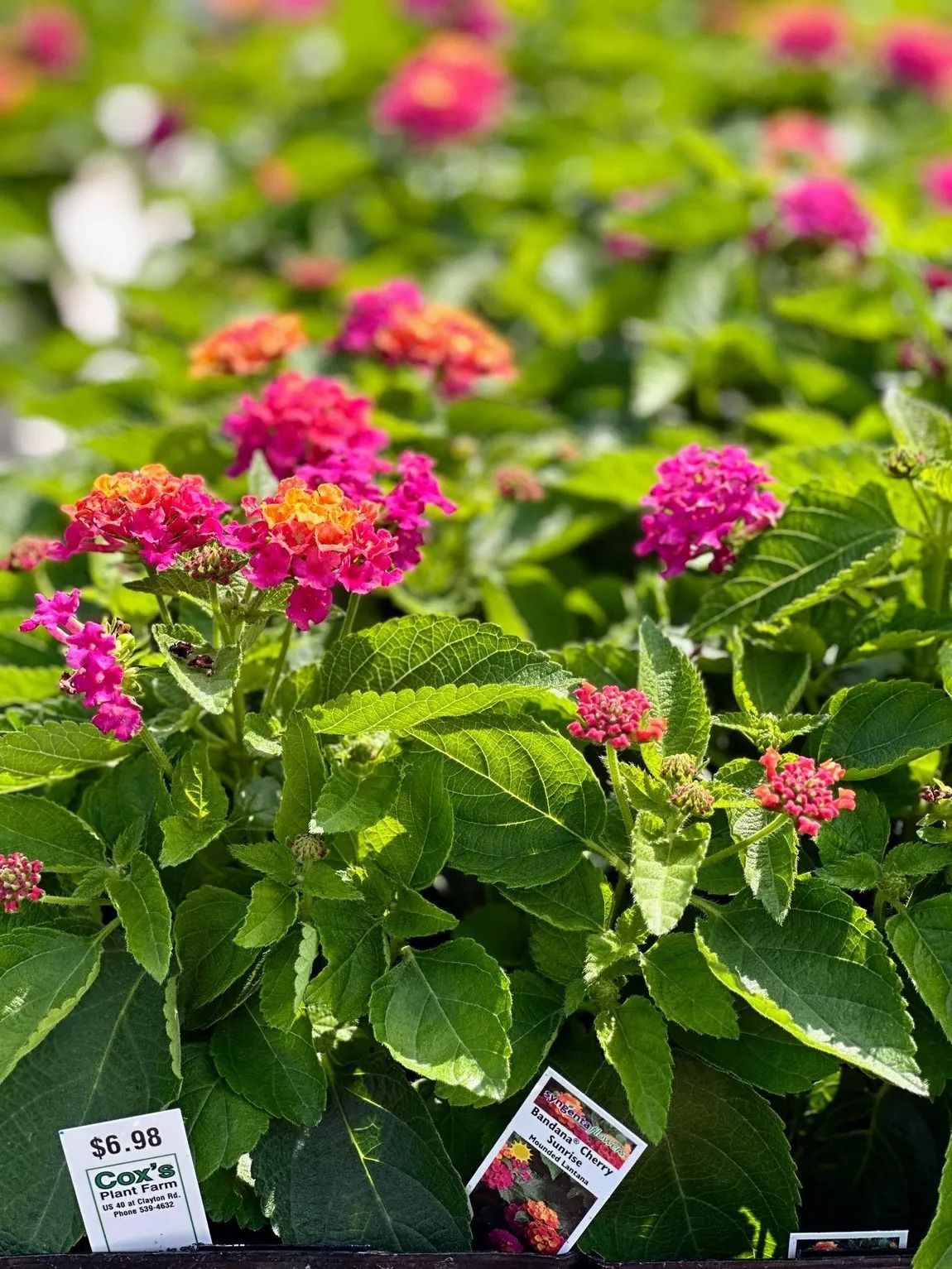 Brightly colored lantana flowers in pink, orange, and red, surrounded by green foliage, likely at a garden center.