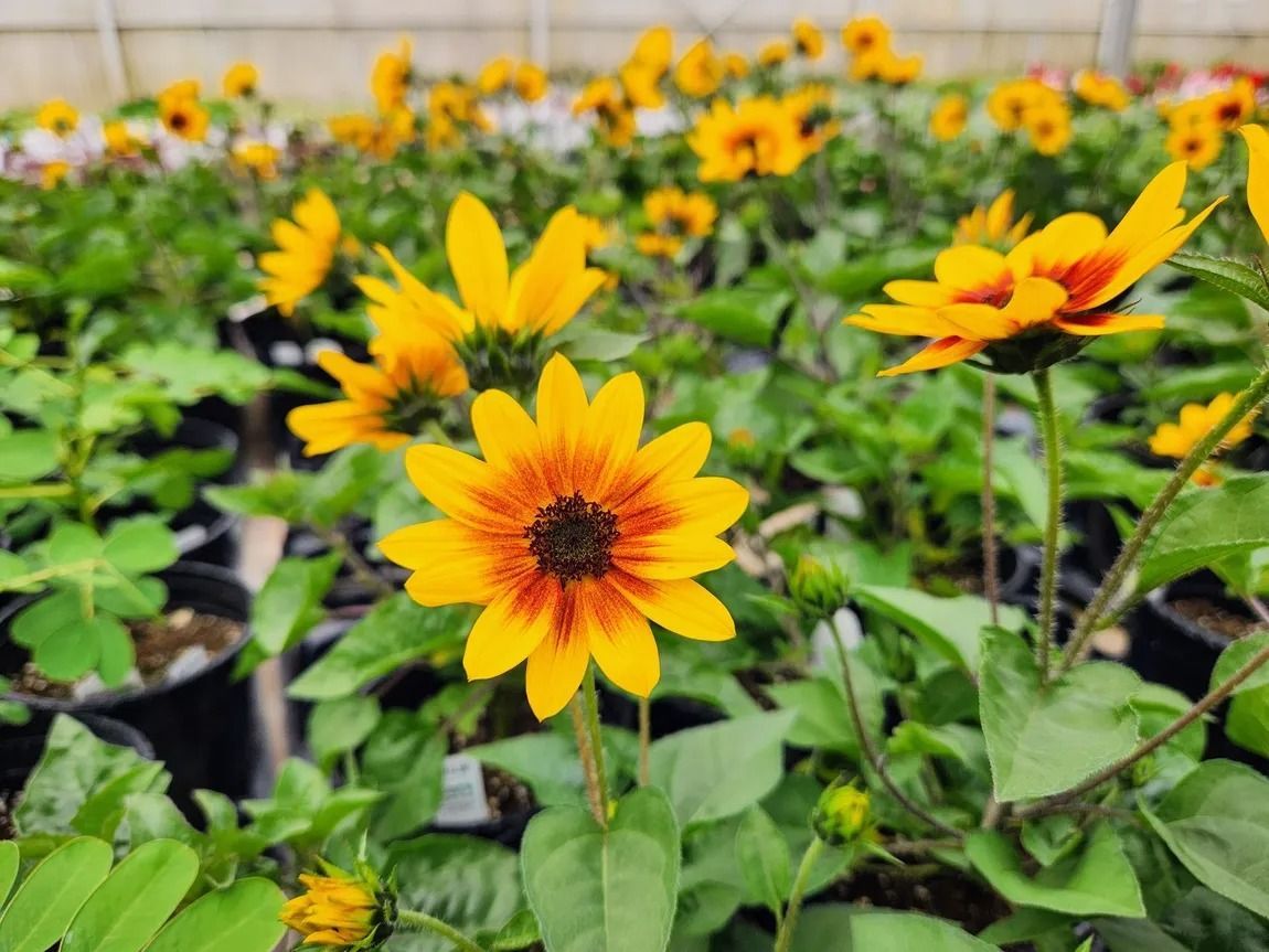 Yellow and orange Black-eyed Susan flowers blooming in a greenhouse with green foliage.