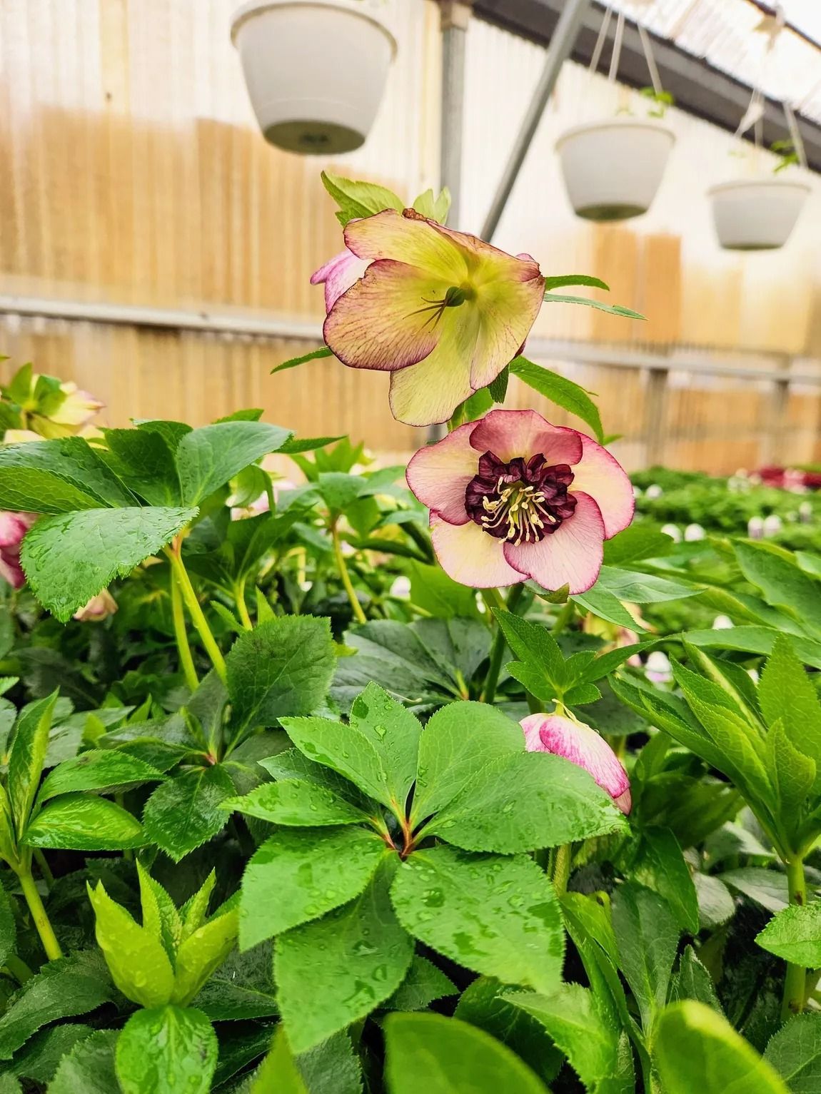 Pink and cream hellebore flowers bloom amidst green foliage in a greenhouse, with hanging planters visible.
