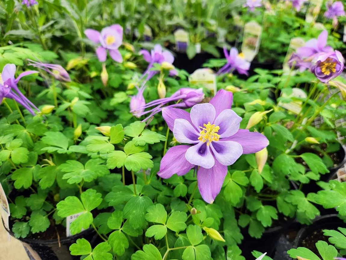 Purple and white columbine flowers with green foliage.
