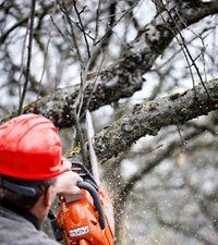 man with a red hard hat cutting a branch of tree