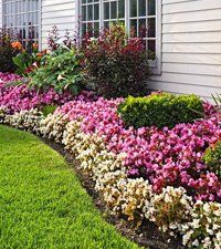 perennial gardening with different kinds of flowers