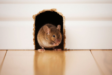 Small brown mouse peeking out from a hole in a white wall onto a wooden floor