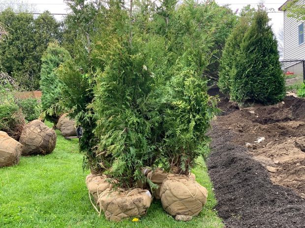Evergreen trees with burlap-wrapped roots are lined up on a grassy lawn, ready for planting next to a prepared soil bed.