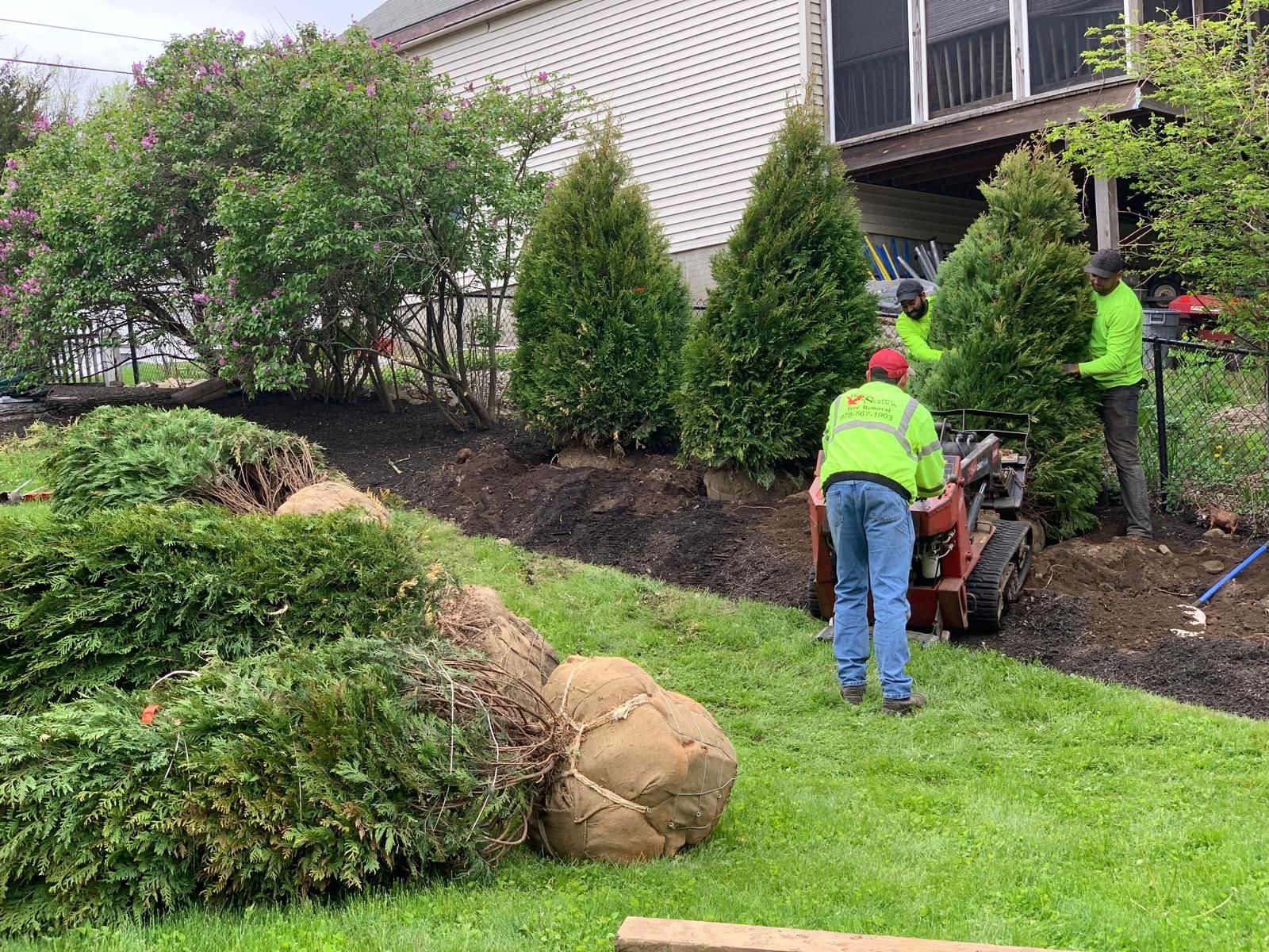 Landscapers planting evergreen trees on a grassy slope next to a house.