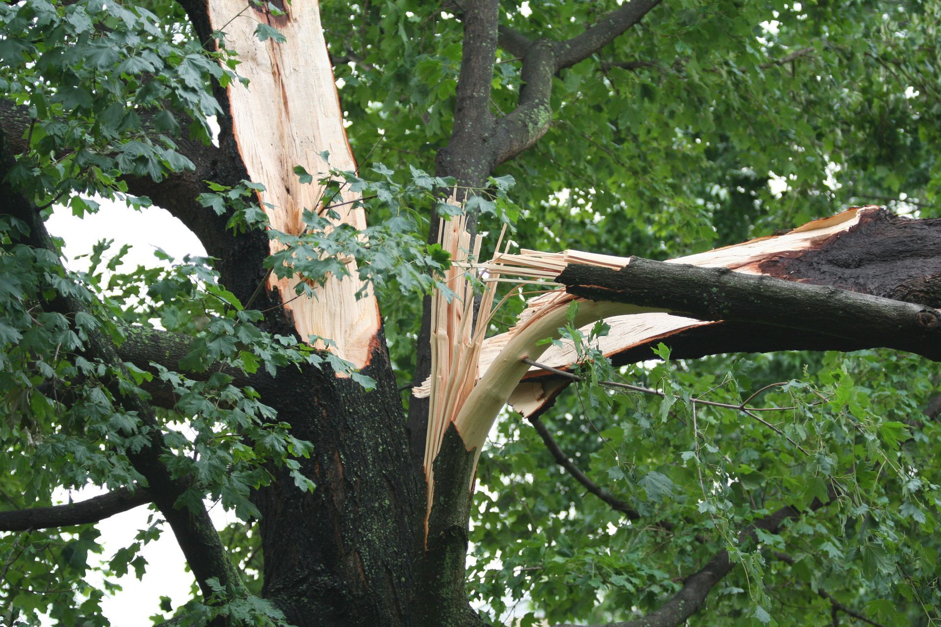 emergency tree service