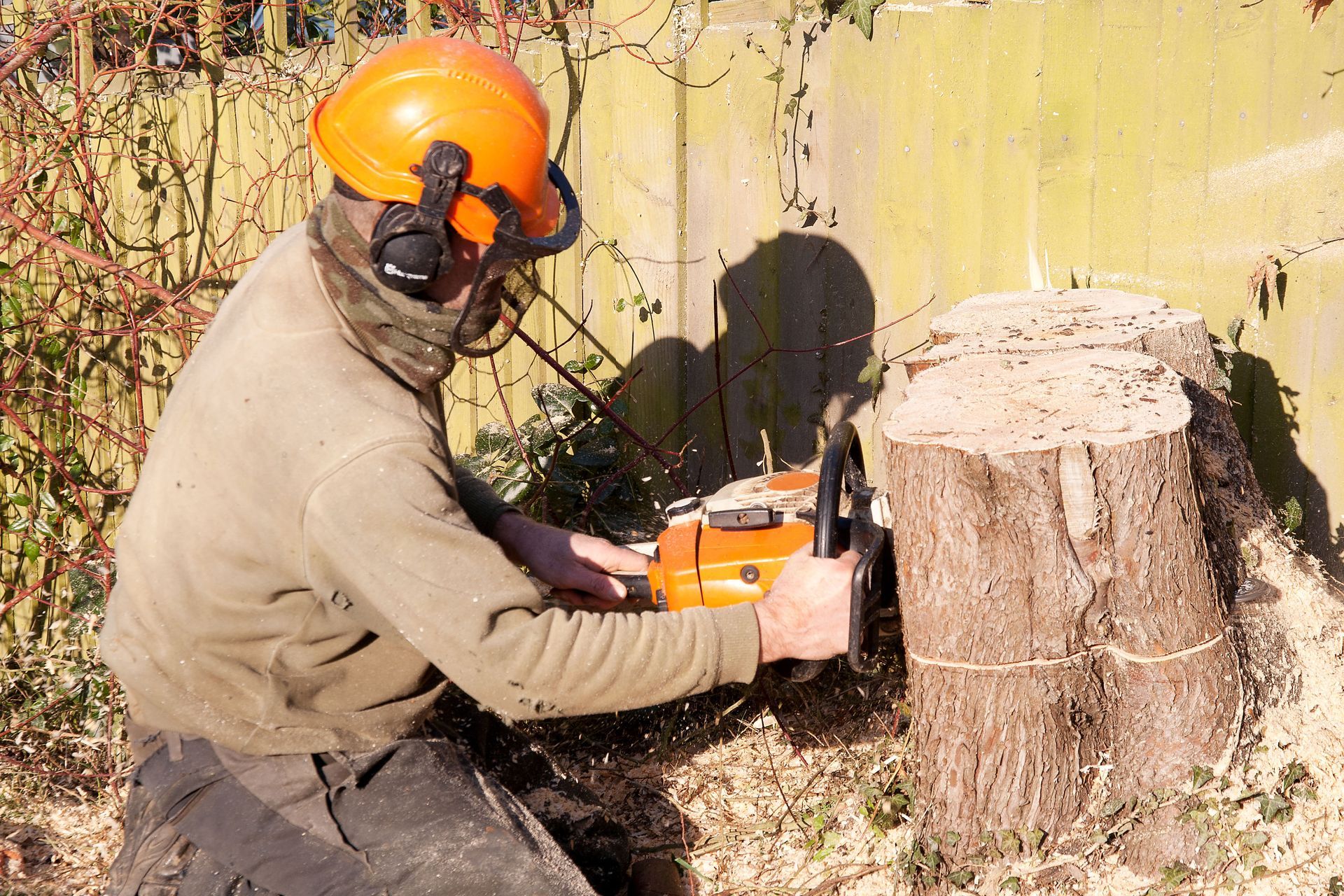 tree removal services