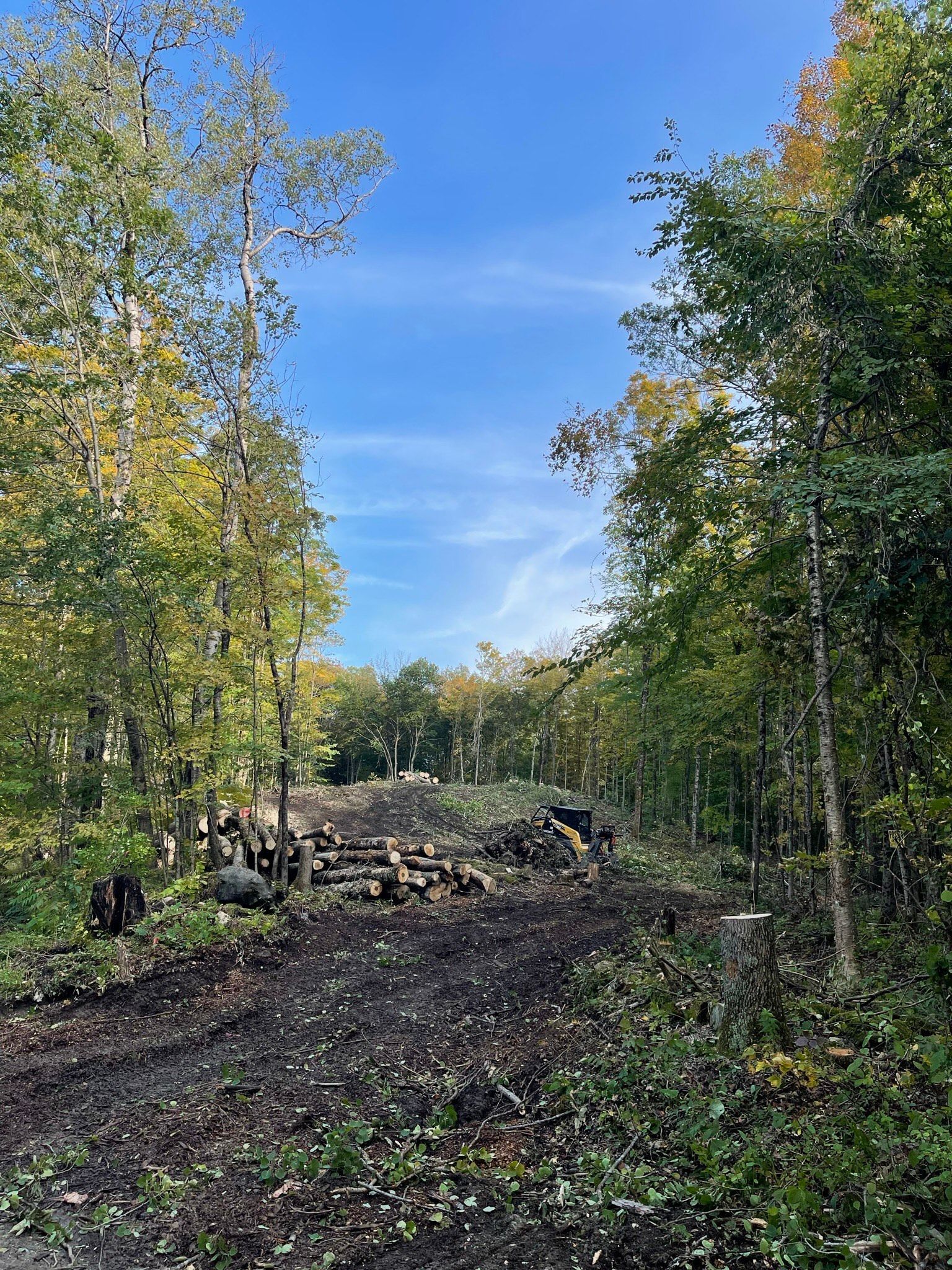 A large pile of logs is sitting in the middle of a forest.