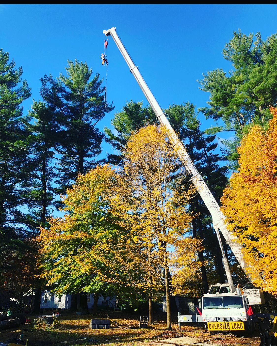 A large white crane is lifting a tree in a yard