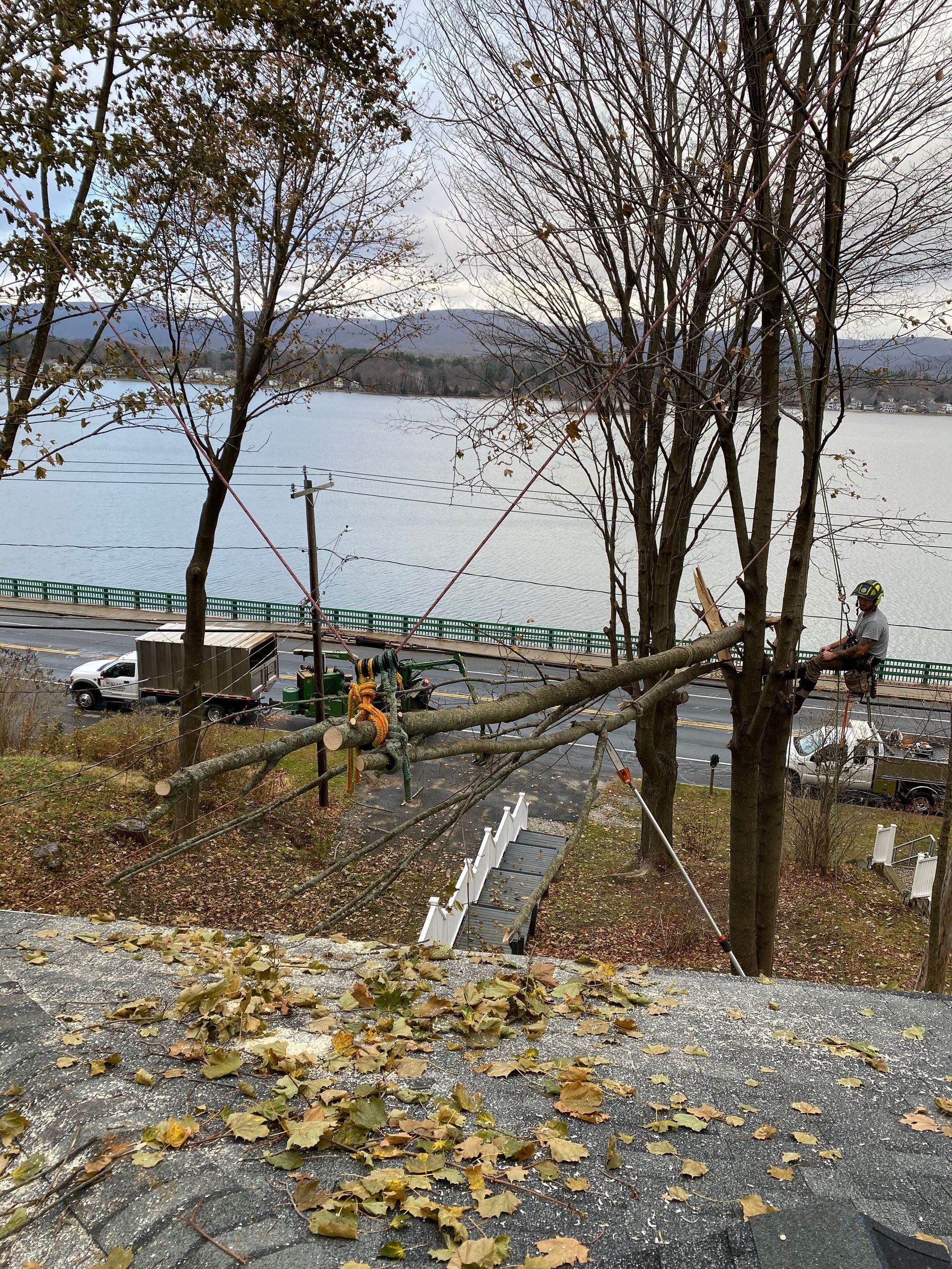 A tree that has fallen on the side of the road next to a lake.