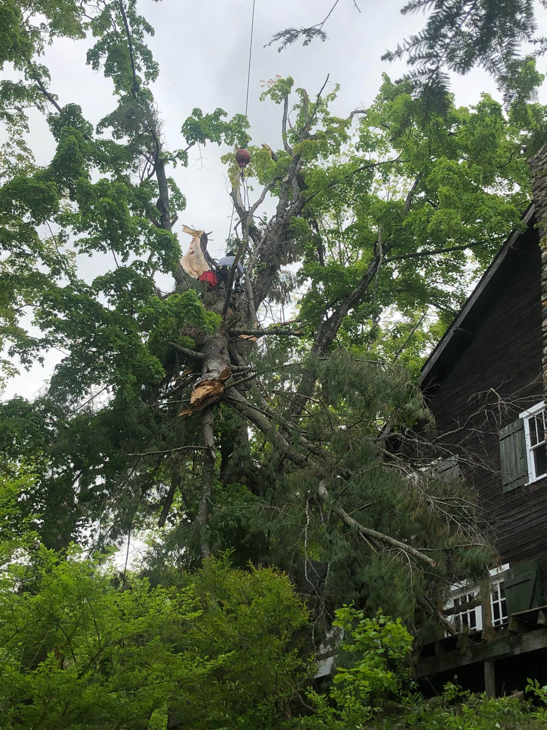 A tree is being cut down in front of a house