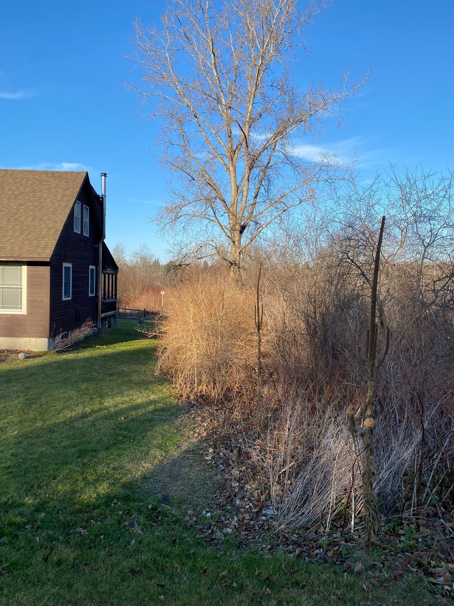 There is a house in the background and a tree in the foreground.
