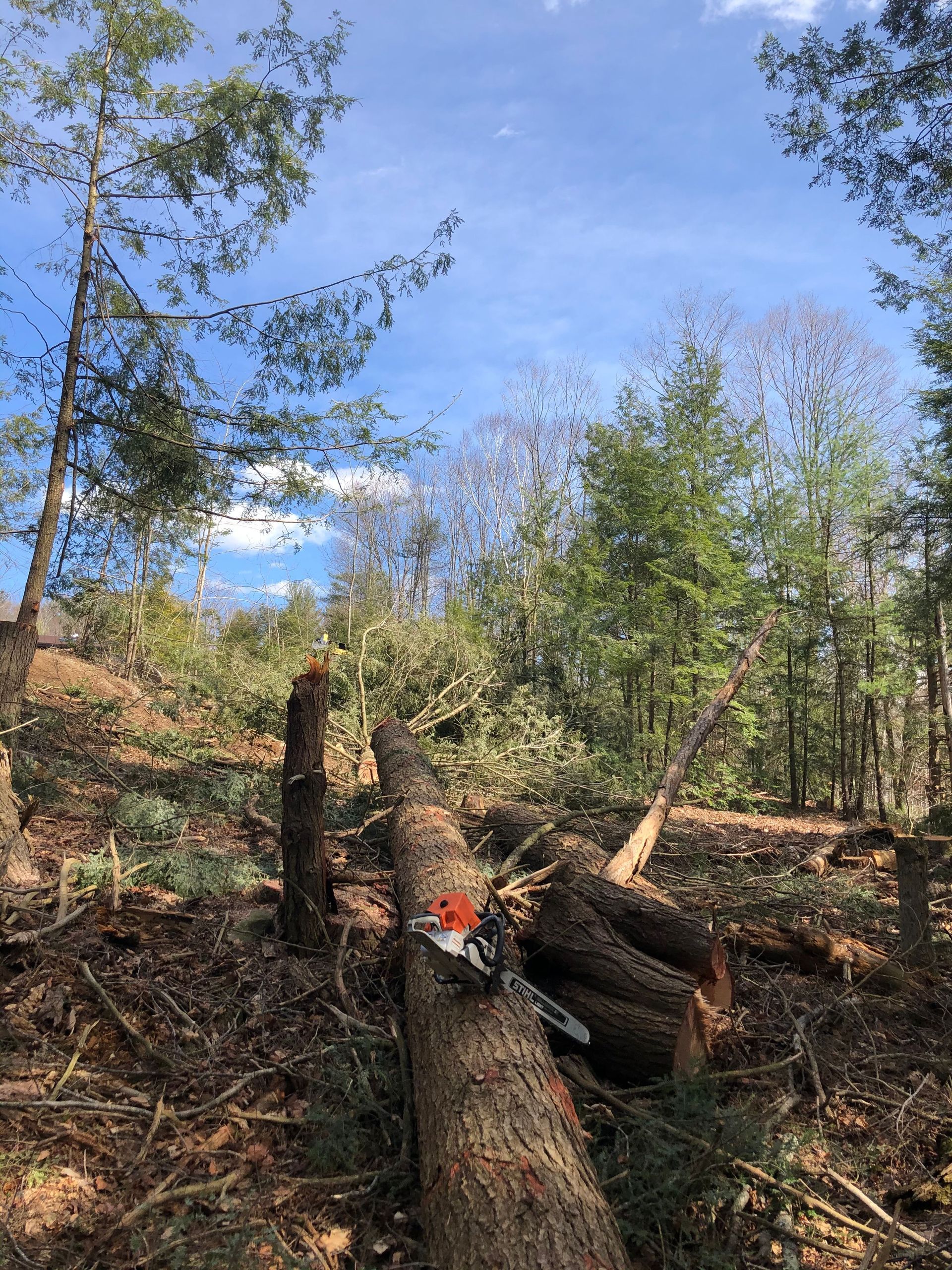 A chainsaw is sitting on a log in the middle of a forest.