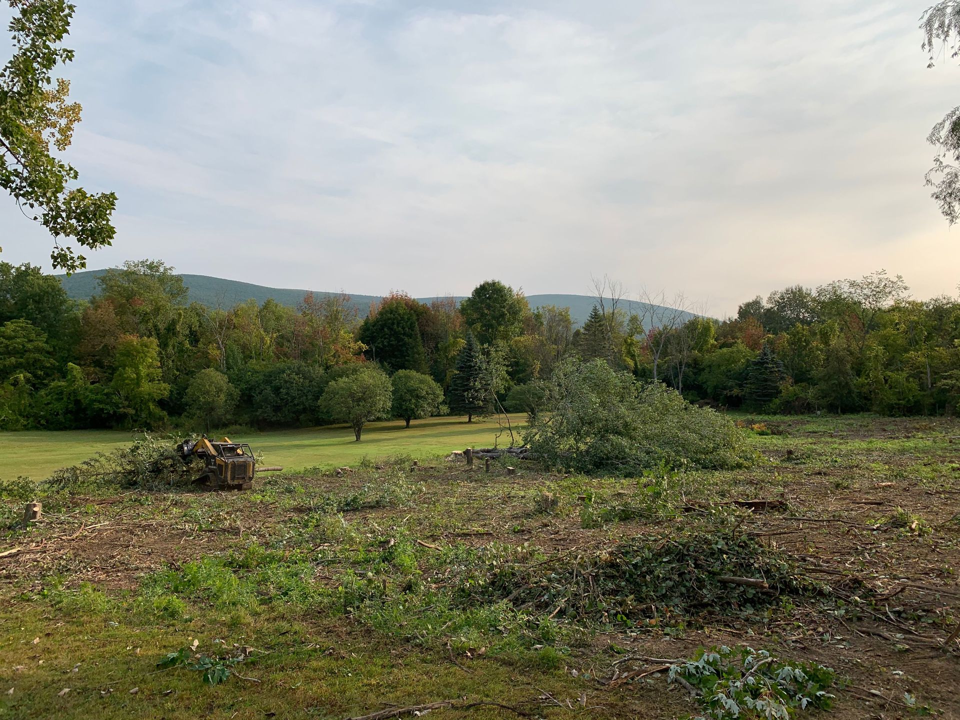 A field filled with lots of trees and grass with mountains in the background.