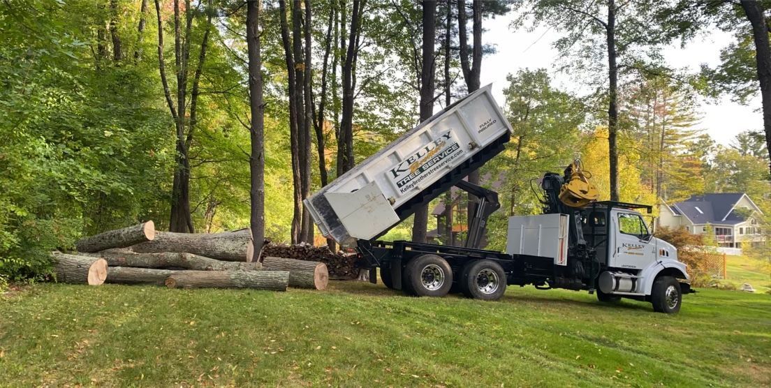 A dump truck is loading logs into a pile in the woods.