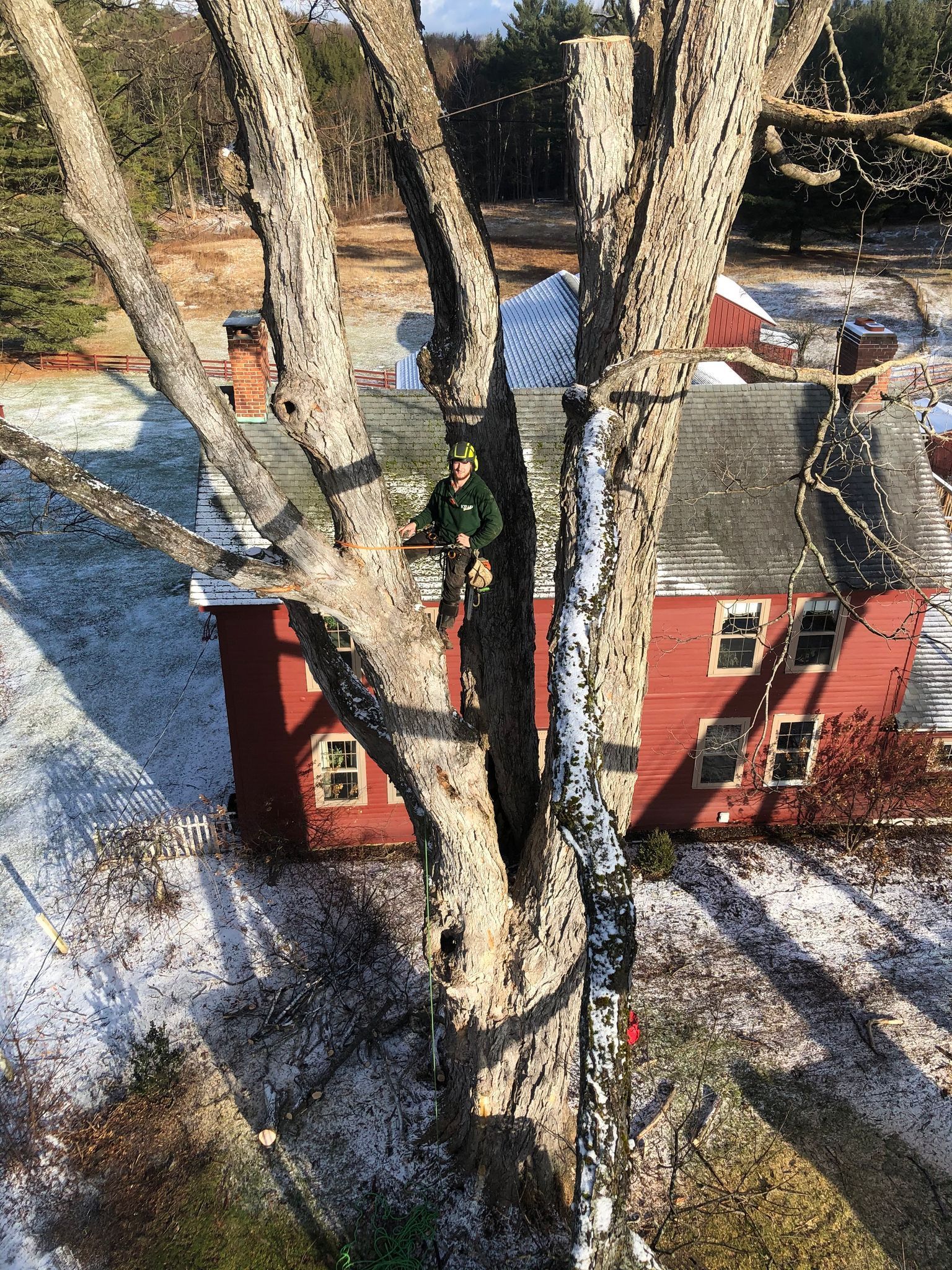 A man is climbing a tree in front of a red house.