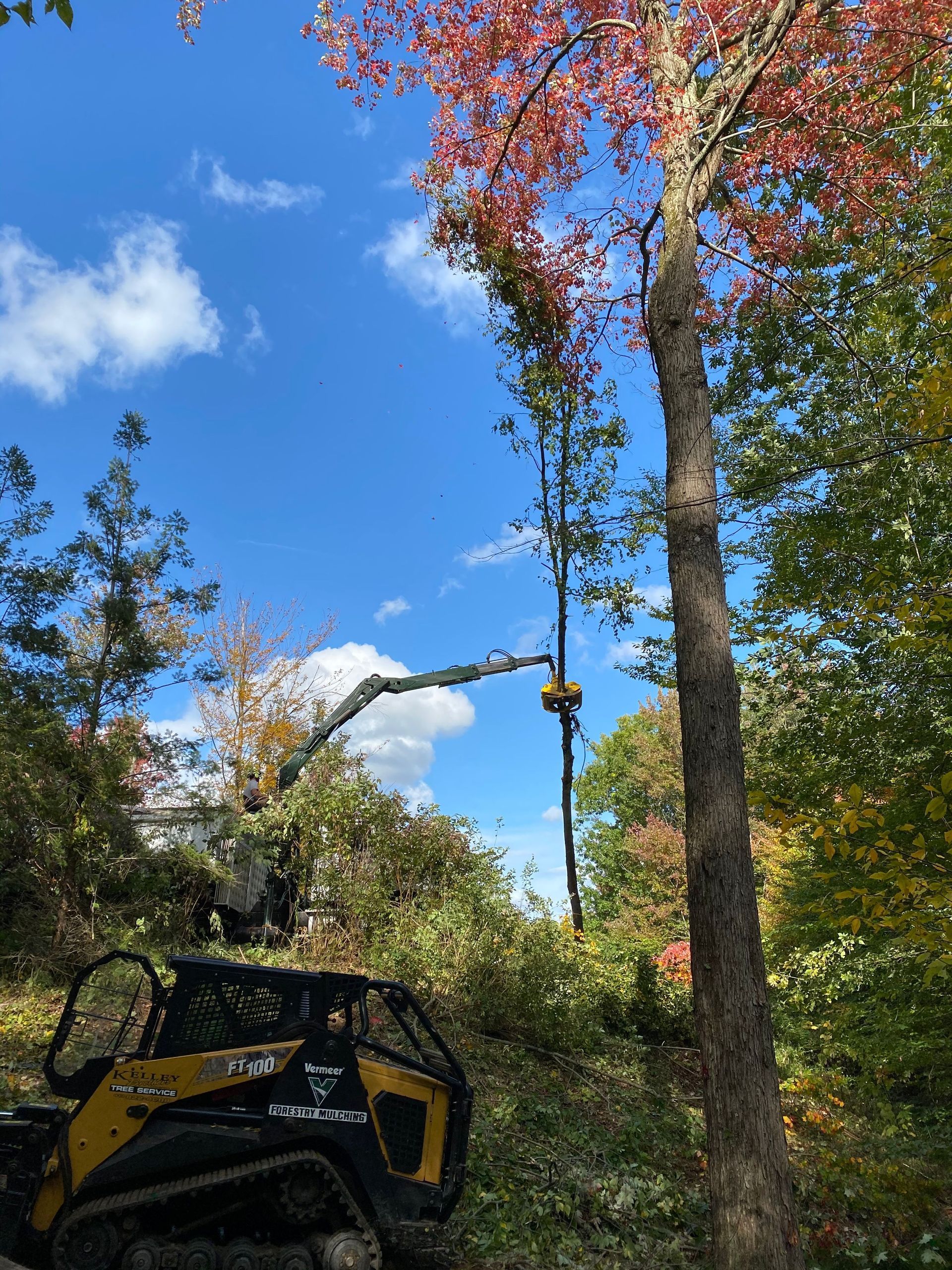 A tractor is cutting down a tree in the woods.