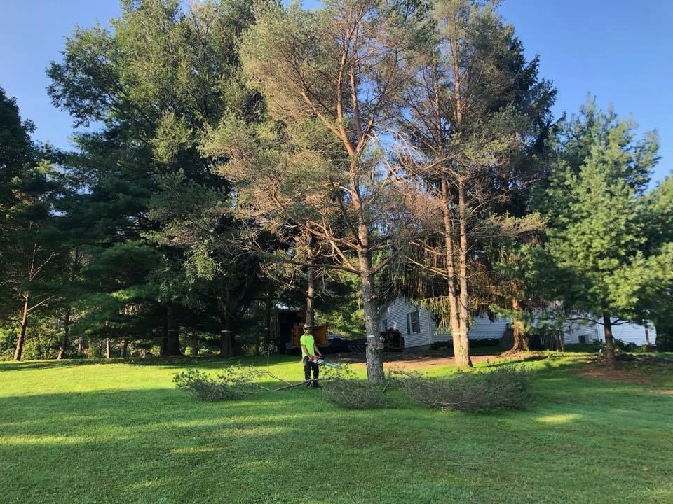 A man is standing in a grassy field in front of a large tree.
