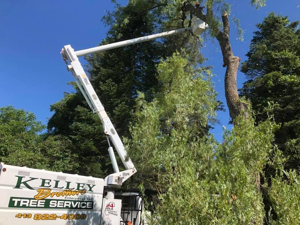 A Kelly tree service truck is cutting a tree