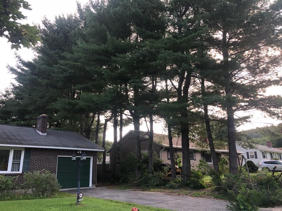 A house with a green garage door is surrounded by trees.