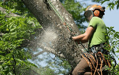 Tree Removal Duluth