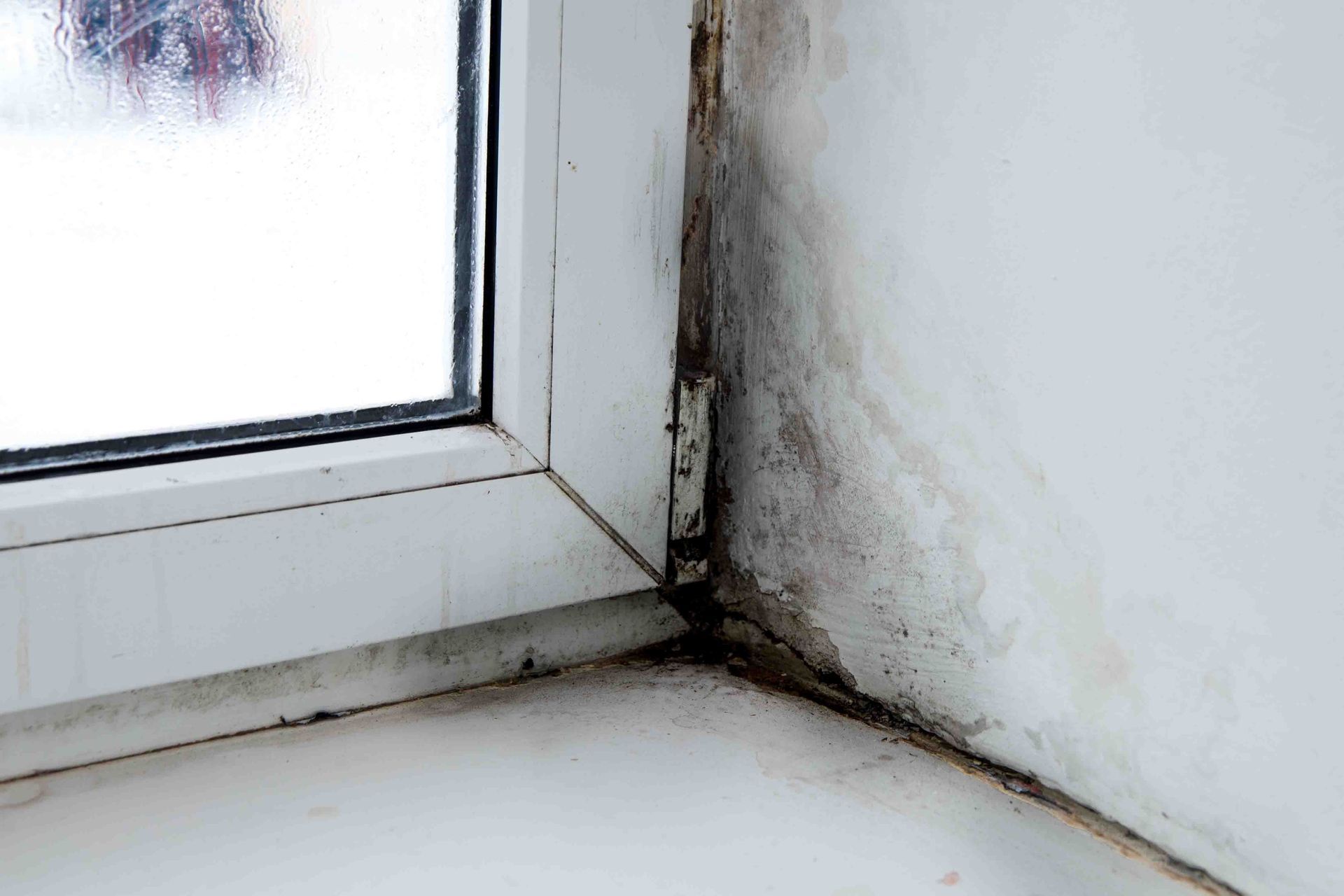 local mold remediation