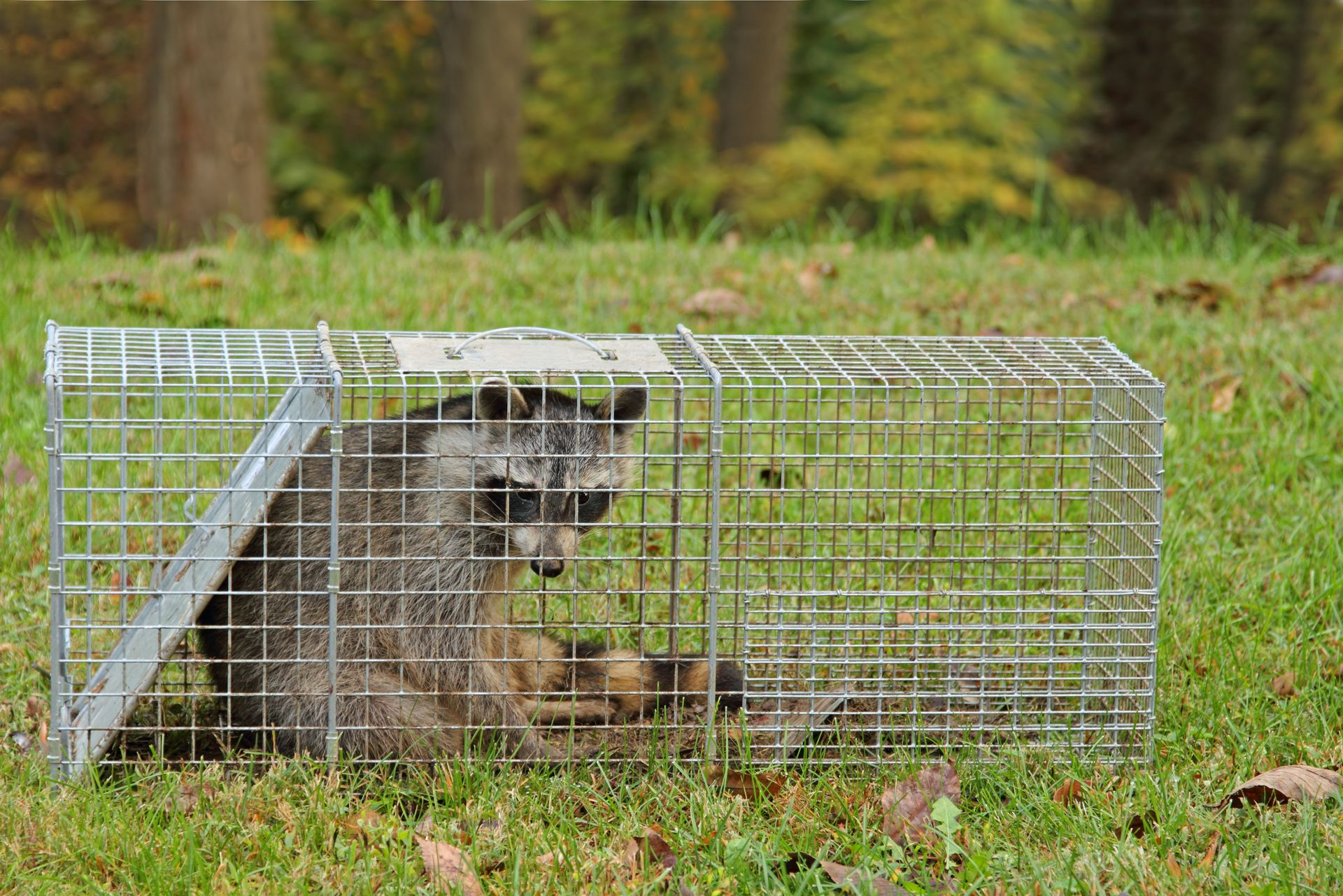 Raccoon trapped in a live-capture cage on grass outdoors