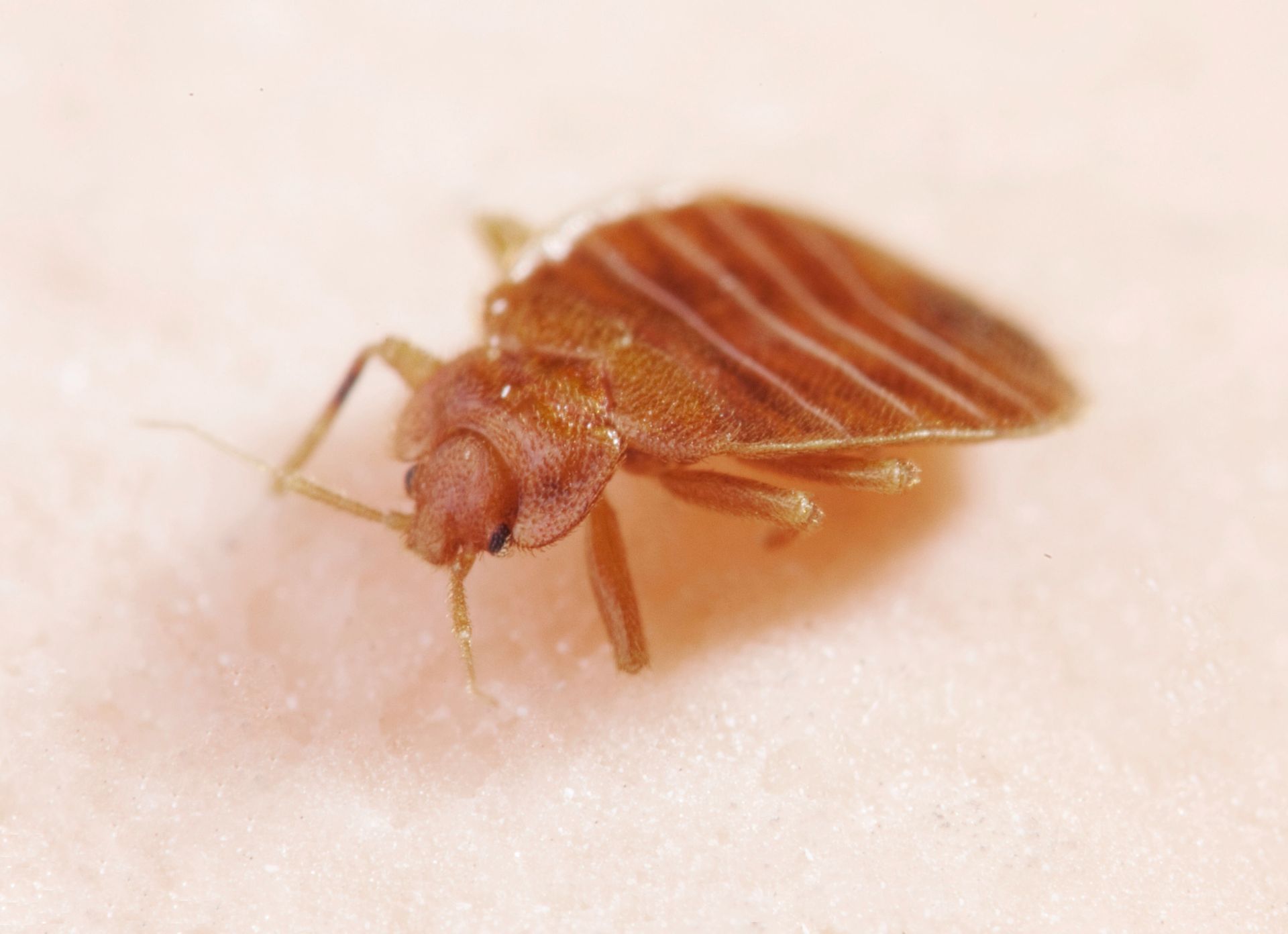 Brown bed bug on a light surface, shown in close-up.