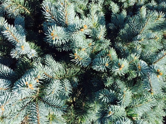 Close-up view of the dense, blue-green needles of a Colorado blue spruce tree.