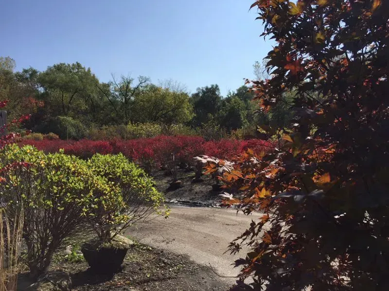 A dirt path winds through a nursery with bright green bushes, vivid red foliage in the distance, and a large maple tree.
