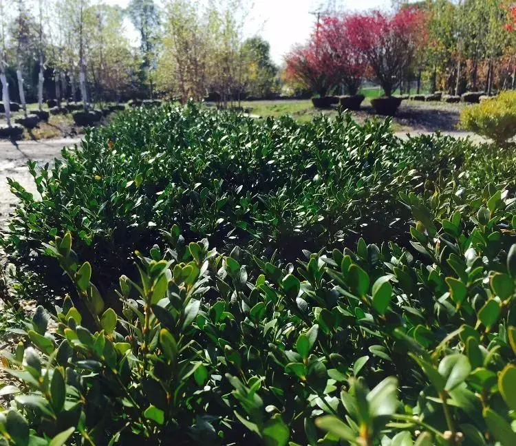 Rows of green shrubs in a nursery setting with red and green trees in the background under a bright, sunny sky.