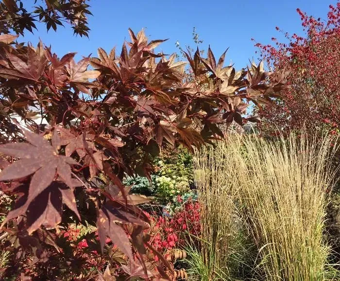 Deep red maple leaves in the foreground, next to ornamental grass and other autumnal plants under a clear blue sky.