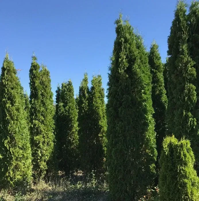 A group of tall, narrow, green evergreen trees growing against a clear blue sky.