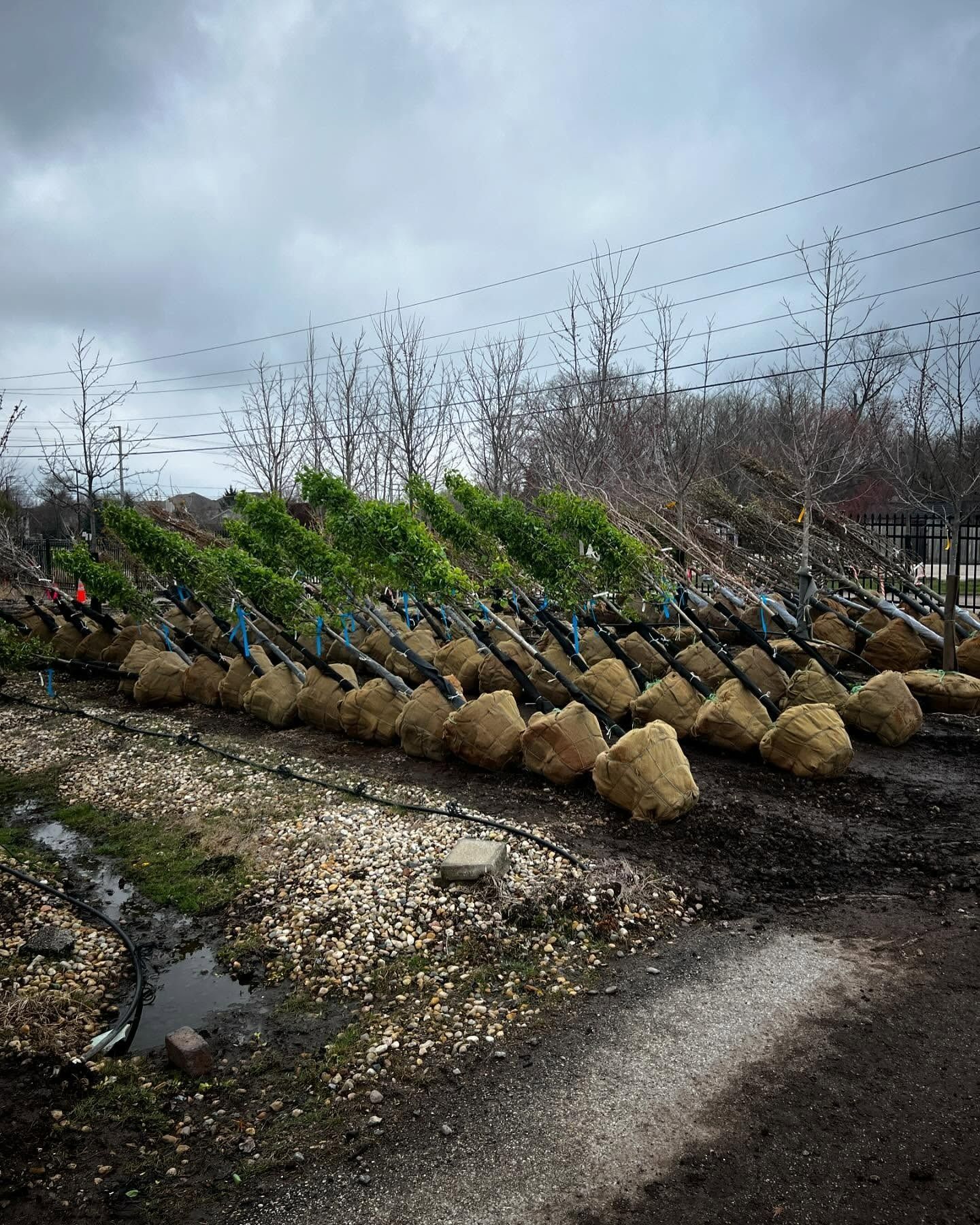 Rows of young saplings with burlap-wrapped root balls lined up in a muddy field under a cloudy sky.