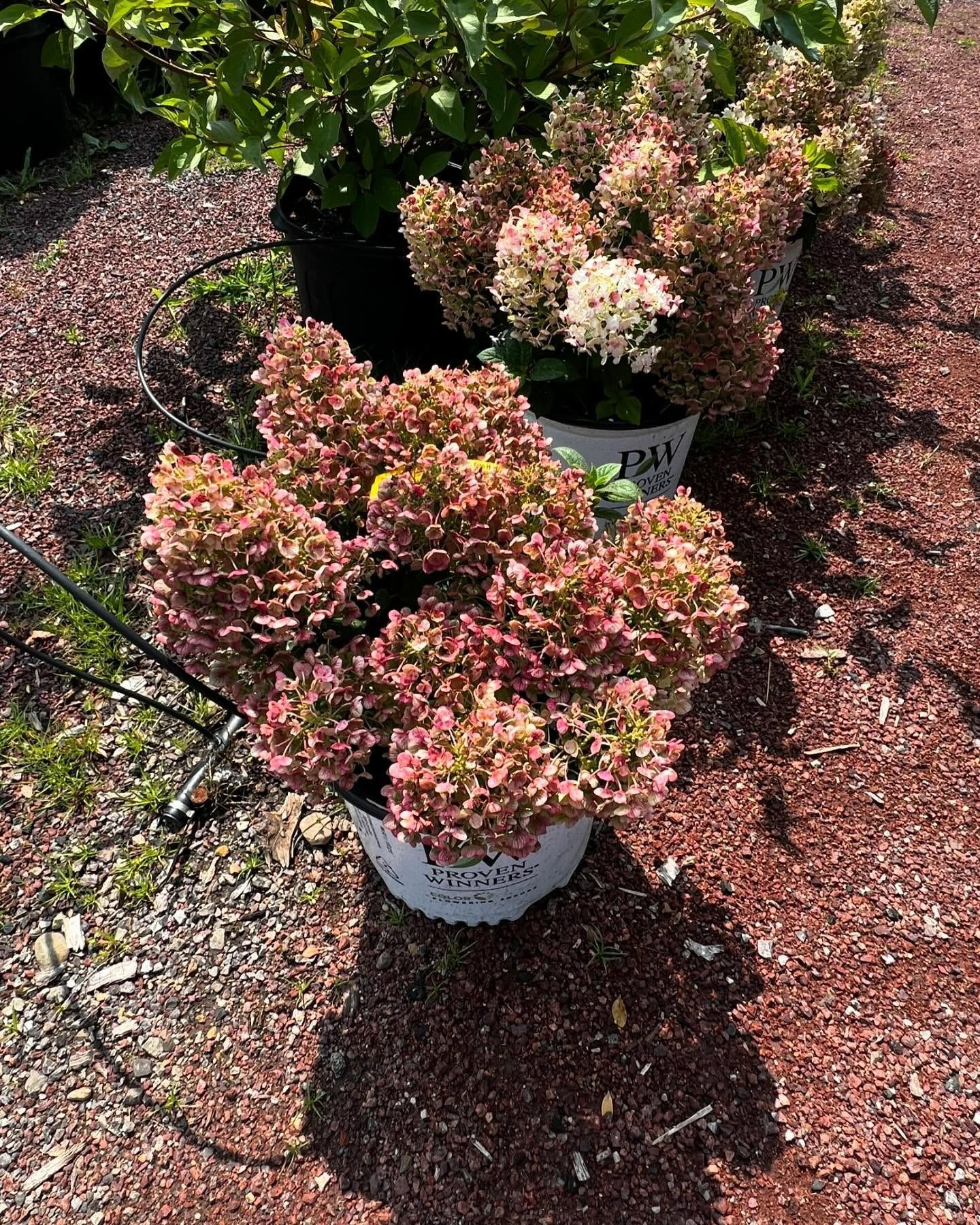 Potted hydrangea bushes with aging, pink-toned blooms sit on red mulch in an outdoor nursery.
