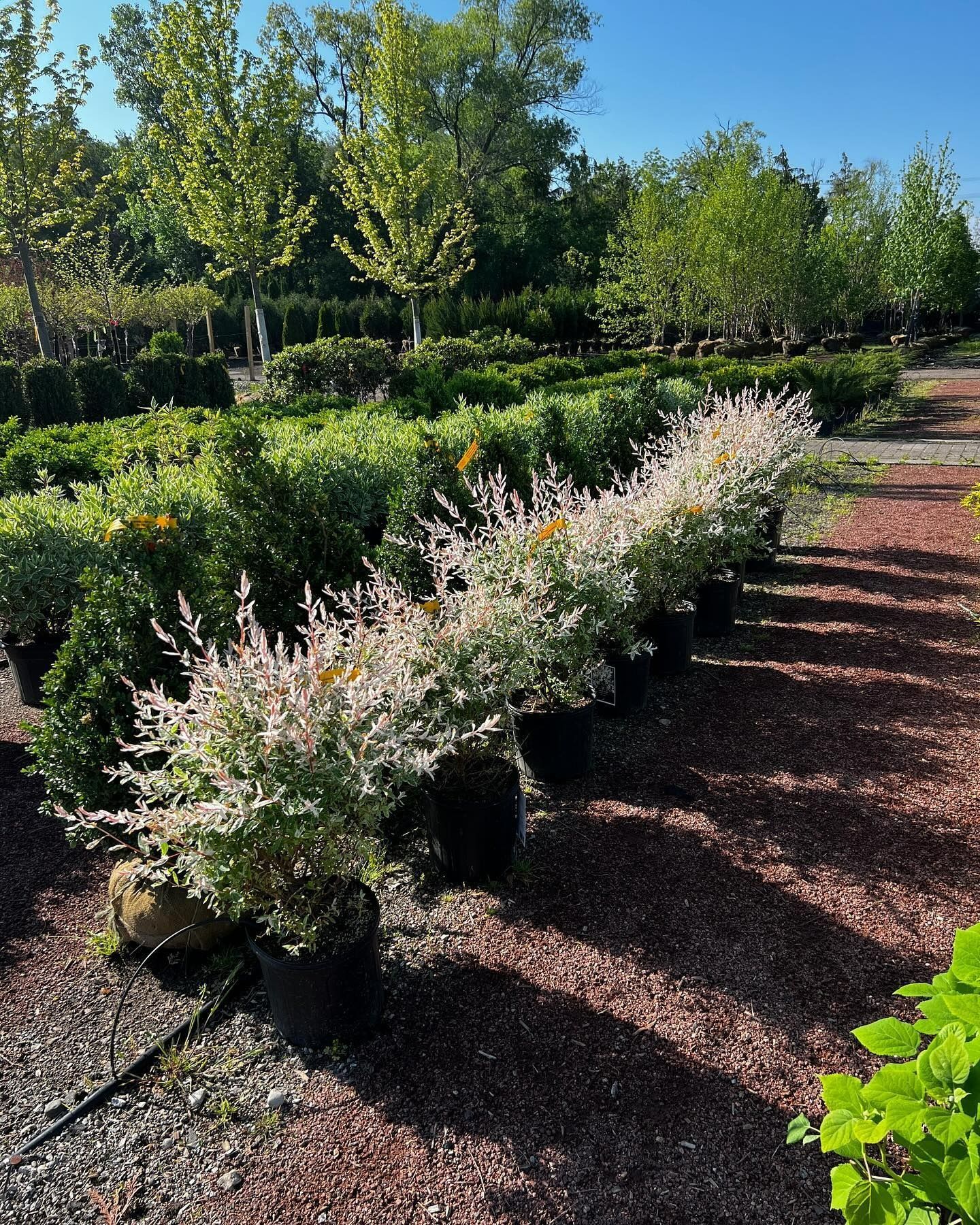 A row of potted shrubs with variegated white and green leaves at an outdoor plant nursery on a sunny day.